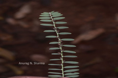 Phyllanthus talbotii